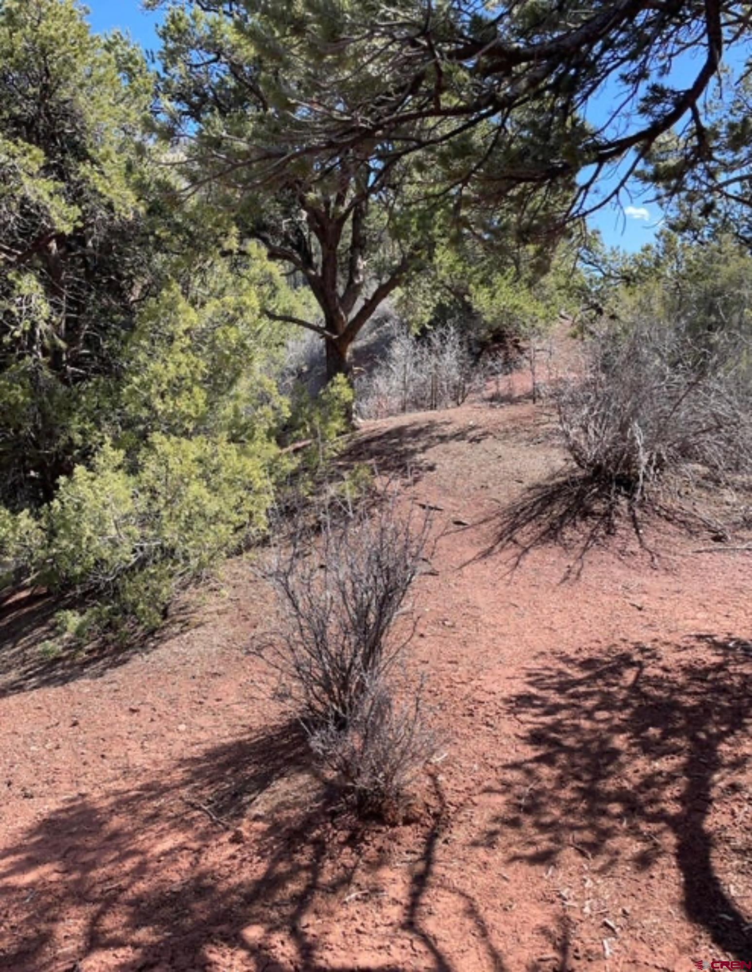 Lot 10-fall Cre 57t Fall Creek Road Placerville, CO 81430 - Photo 5 of 21 a view of a yard with large trees