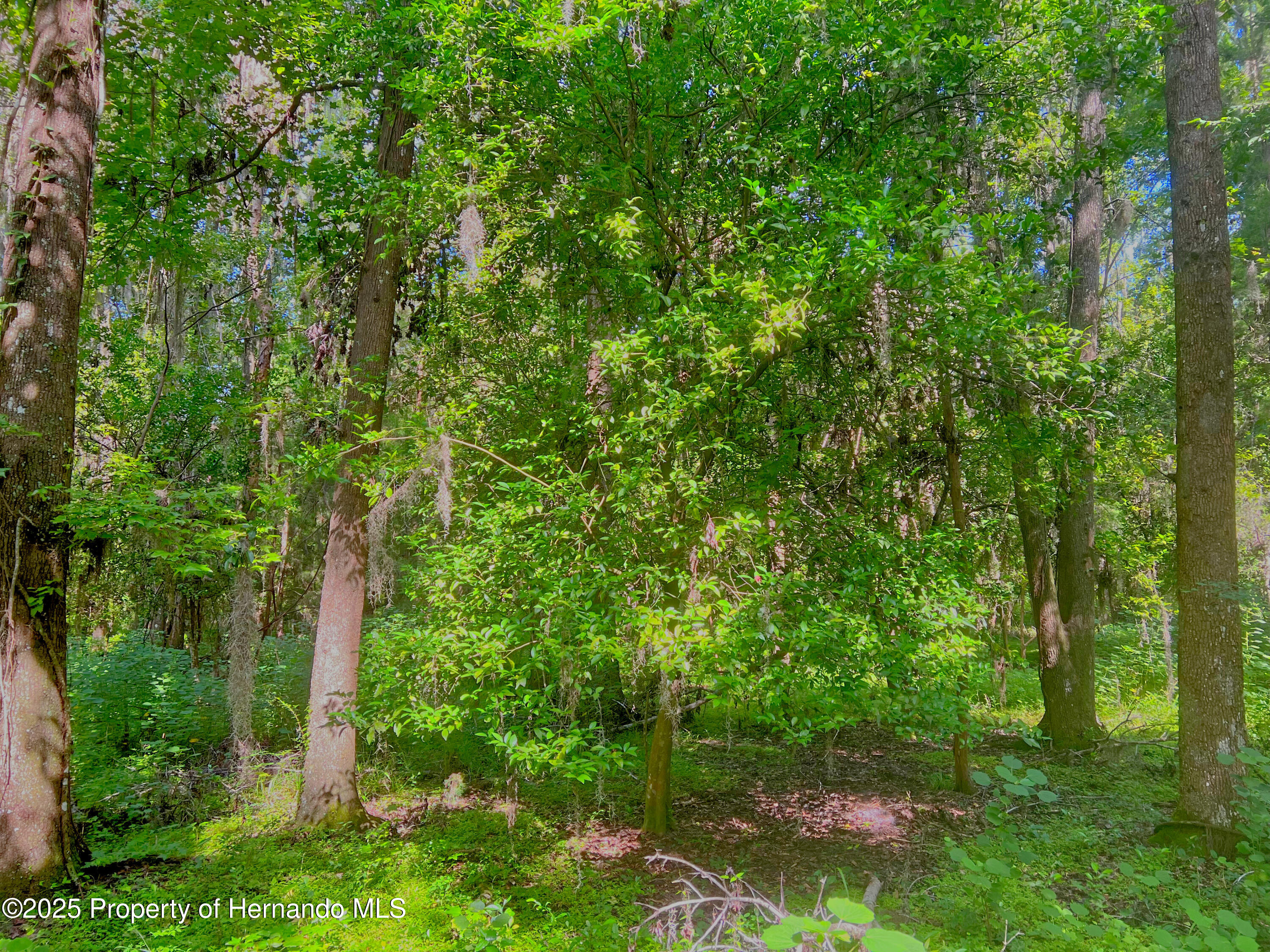 0 Whitman Road Brooksville, FL 34601 - Photo 21 of 30