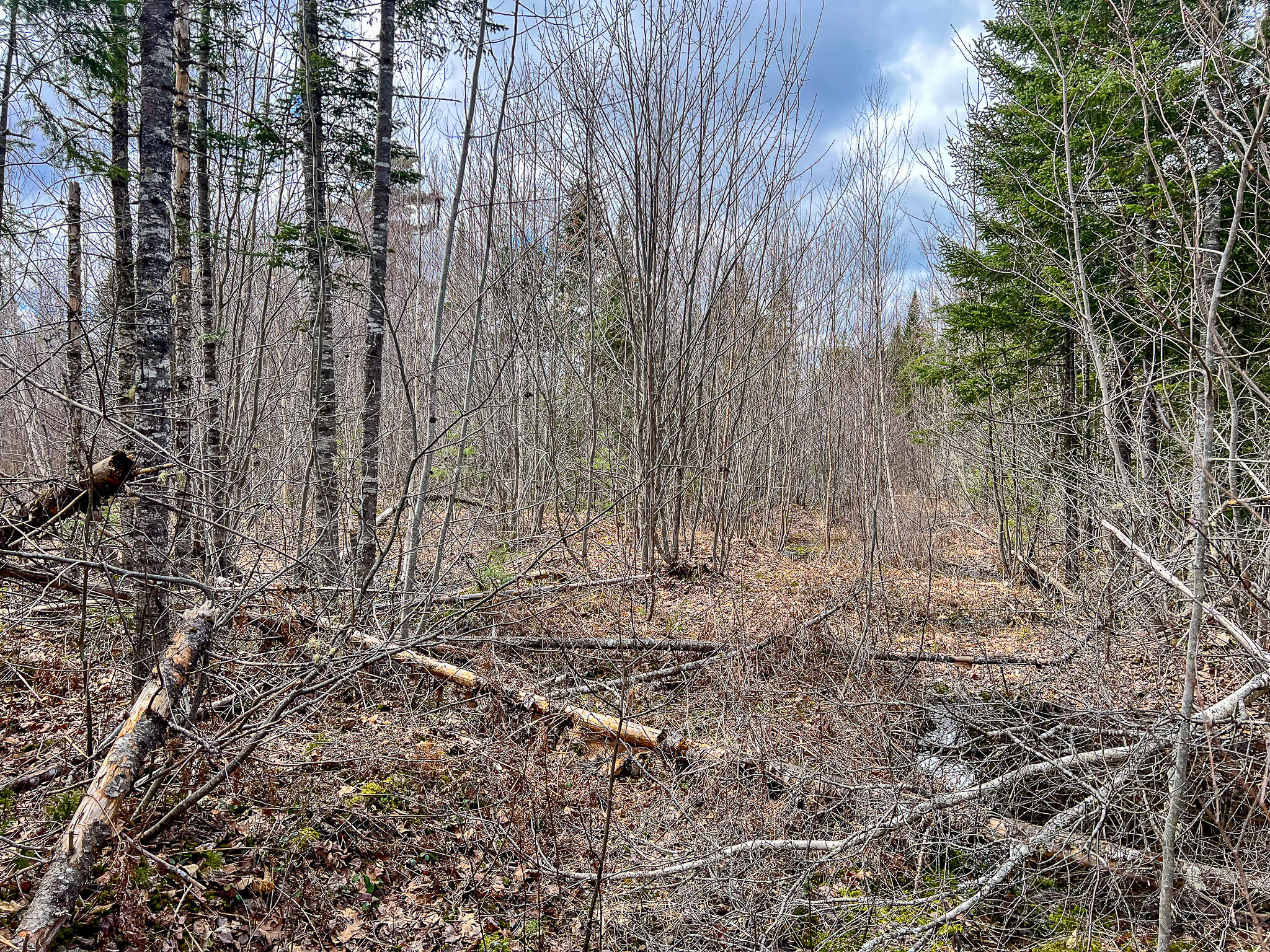 Lot 14-1 Pine Road Greenbush, ME 04418 - Photo 9 of 17 IMG_3782