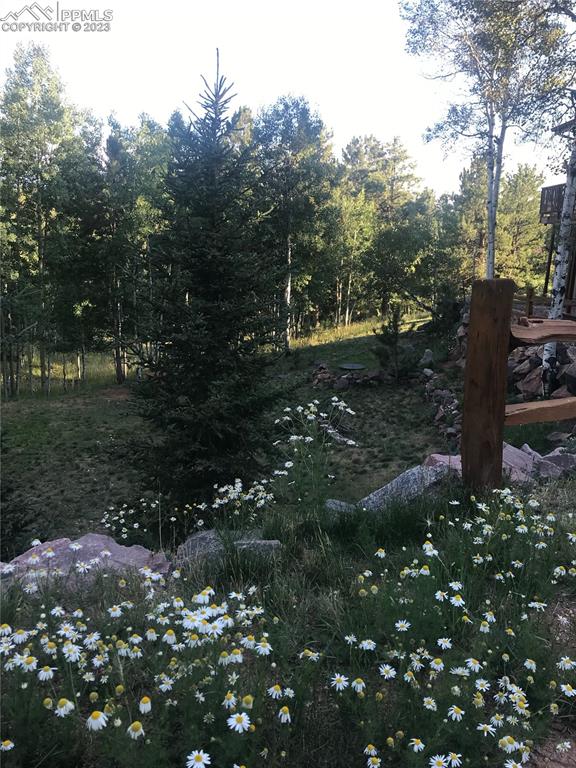 286 Ridge Road Divide, CO 80814 - Photo 21 of 27 a view of a tree with a yard
