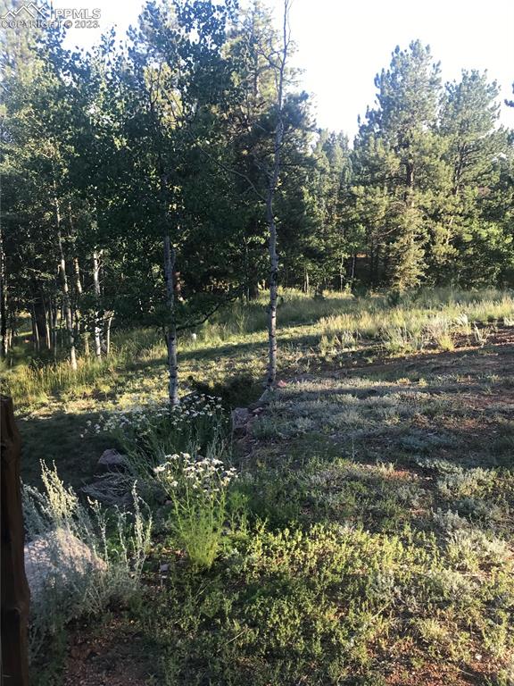 286 Ridge Road Divide, CO 80814 - Photo 22 of 27 a view of a yard with large trees