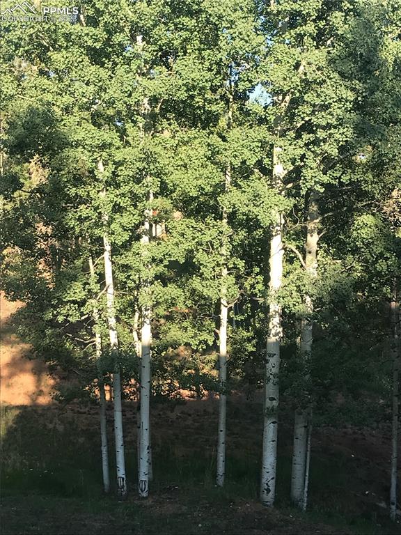 286 Ridge Road Divide, CO 80814 - Photo 26 of 27 a view of a yard with a tree