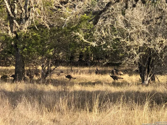 a bird view of a garden