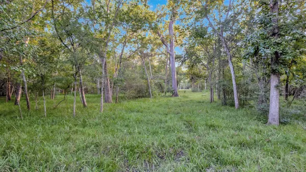 a view of a lush green forest