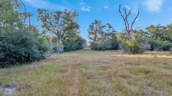 a view of a yard with large trees