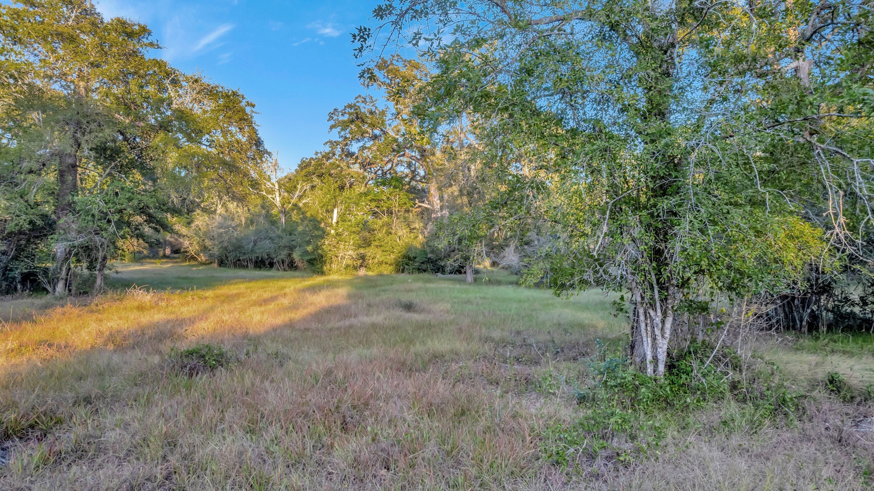 2698 County Road 284 Edna, TX 77957 - Photo 9 of 41 a view of yard and trees