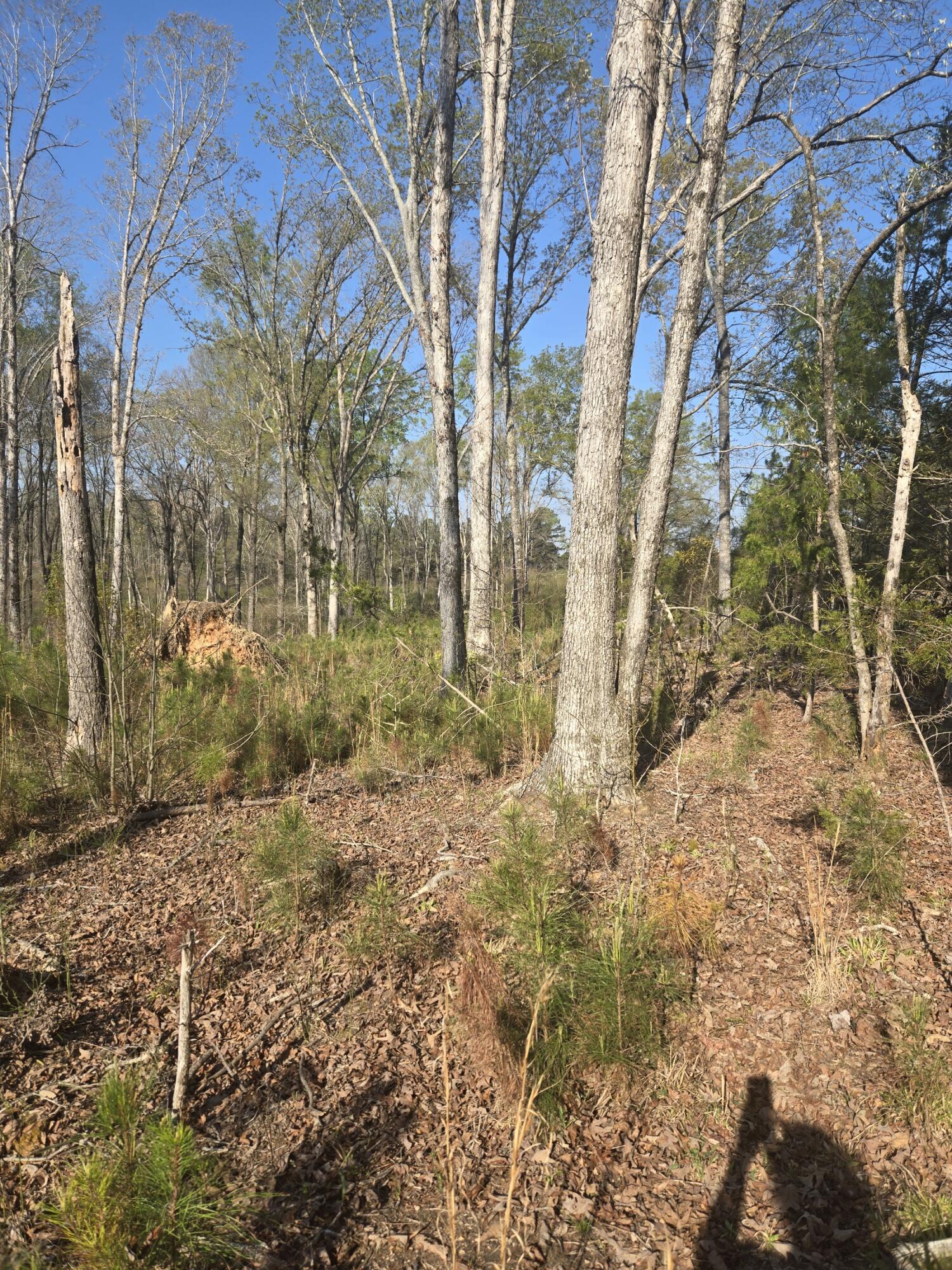 0 Mercier Road Lincolnton, GA 30817 - Photo 2 of 6 20260322_095903_resized