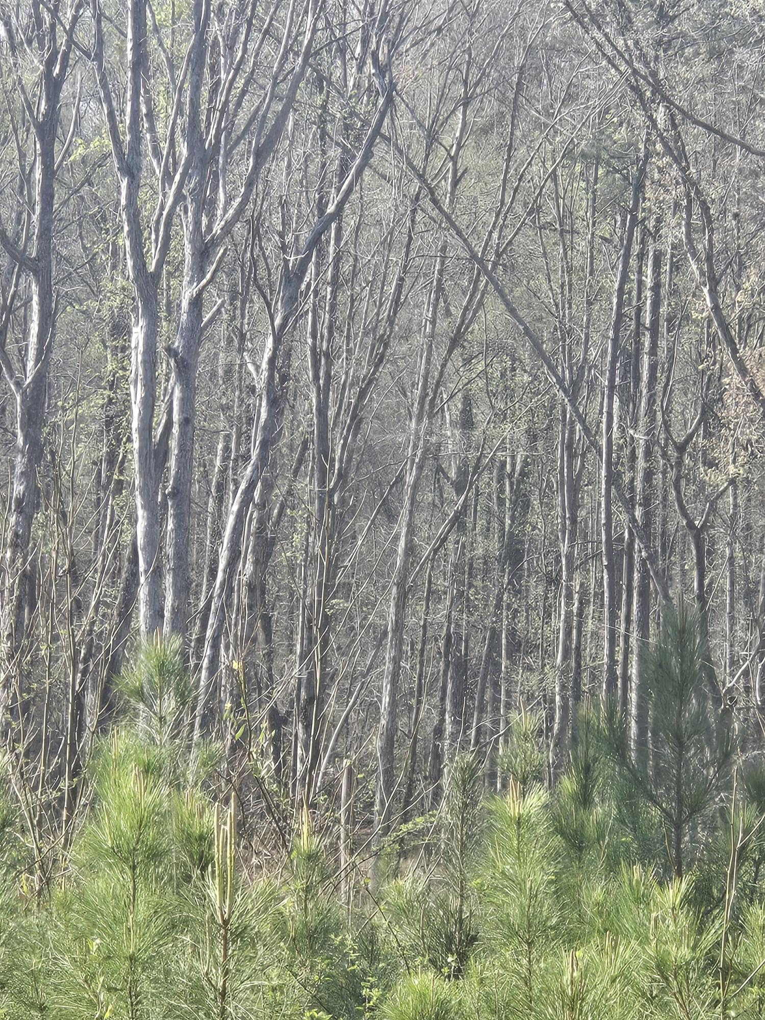 0 Mercier Road Lincolnton, GA 30817 - Photo 3 of 6 20260322_095921_resized