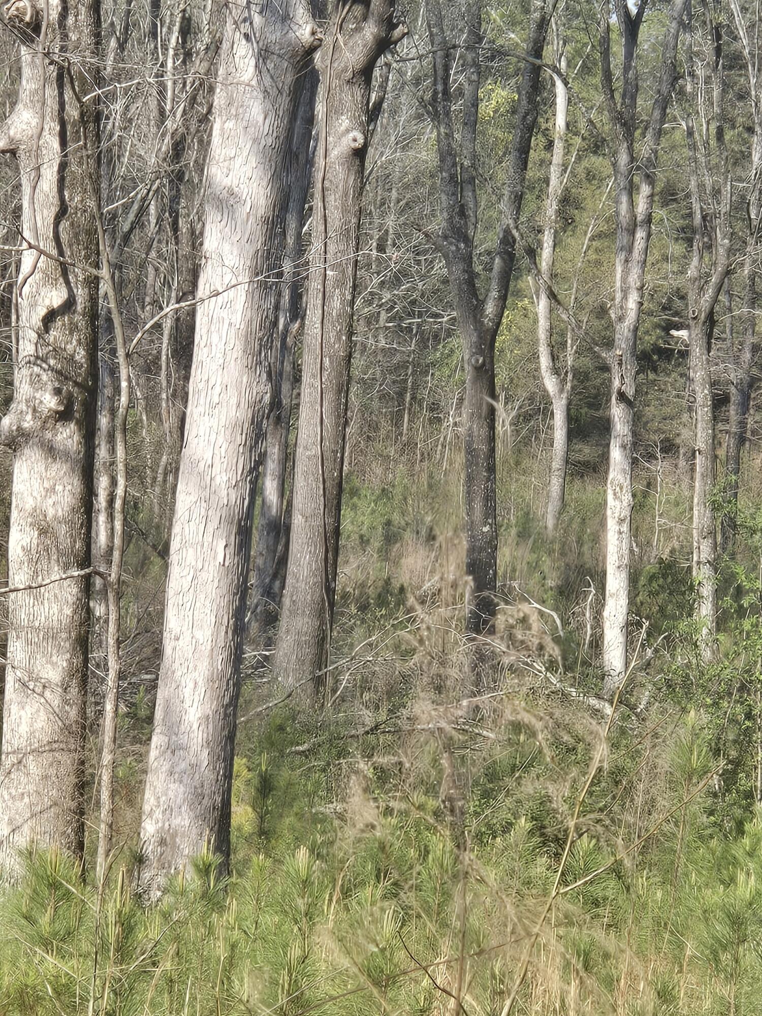 0 Mercier Road Lincolnton, GA 30817 - Photo 4 of 6 20260322_095941_resized