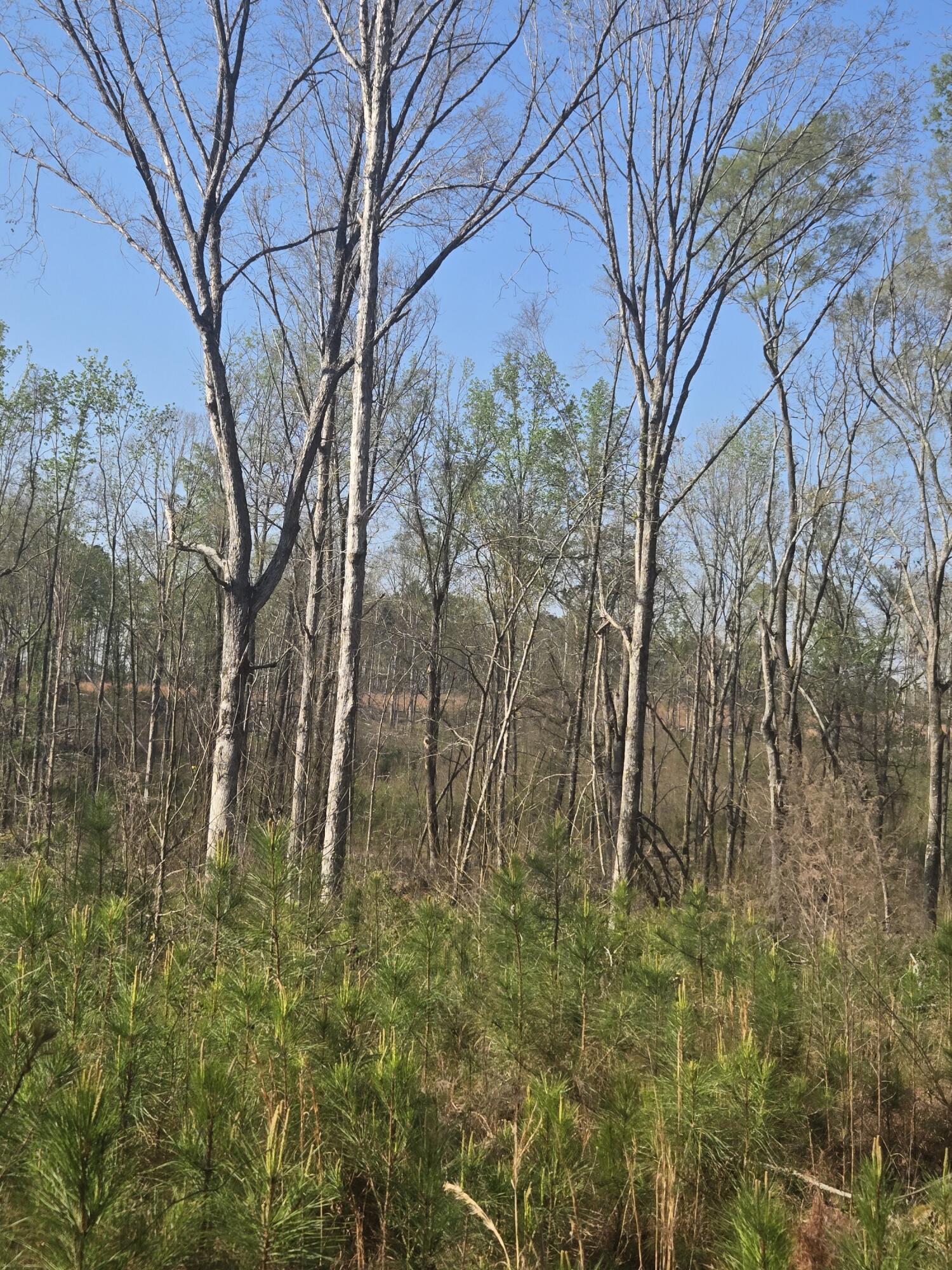 0 Mercier Road Lincolnton, GA 30817 - Photo 5 of 6 20260322_100006_resized