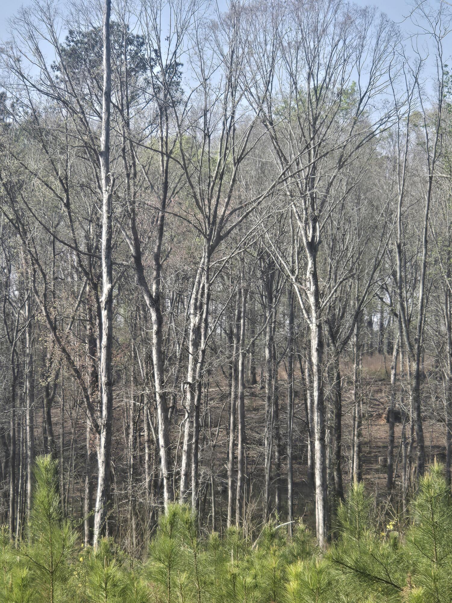 0 Mercier Road Lincolnton, GA 30817 - Photo 6 of 6 20260322_100122_resized