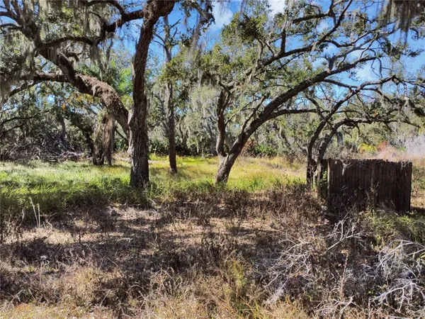 a view of a yard with plants and trees
