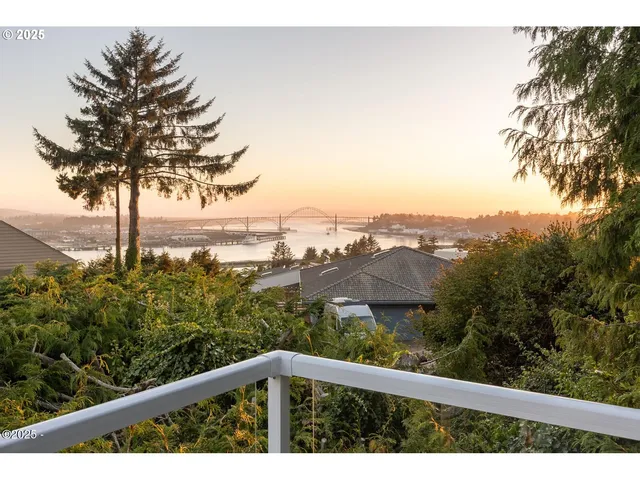 a view of a forest with a tree