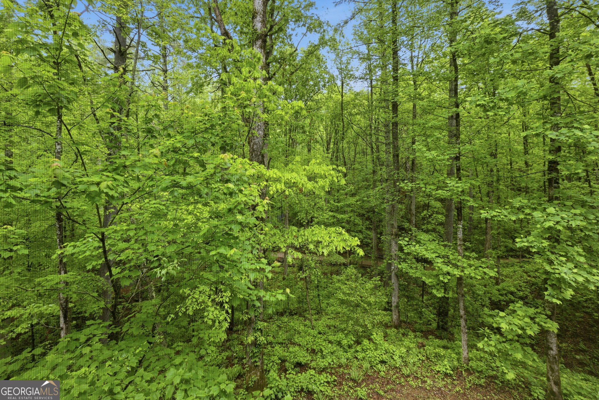 634 Little Hawk Road Sautee Nacoochee, GA 30571 - Photo 24 of 54 a view of a lush green forest