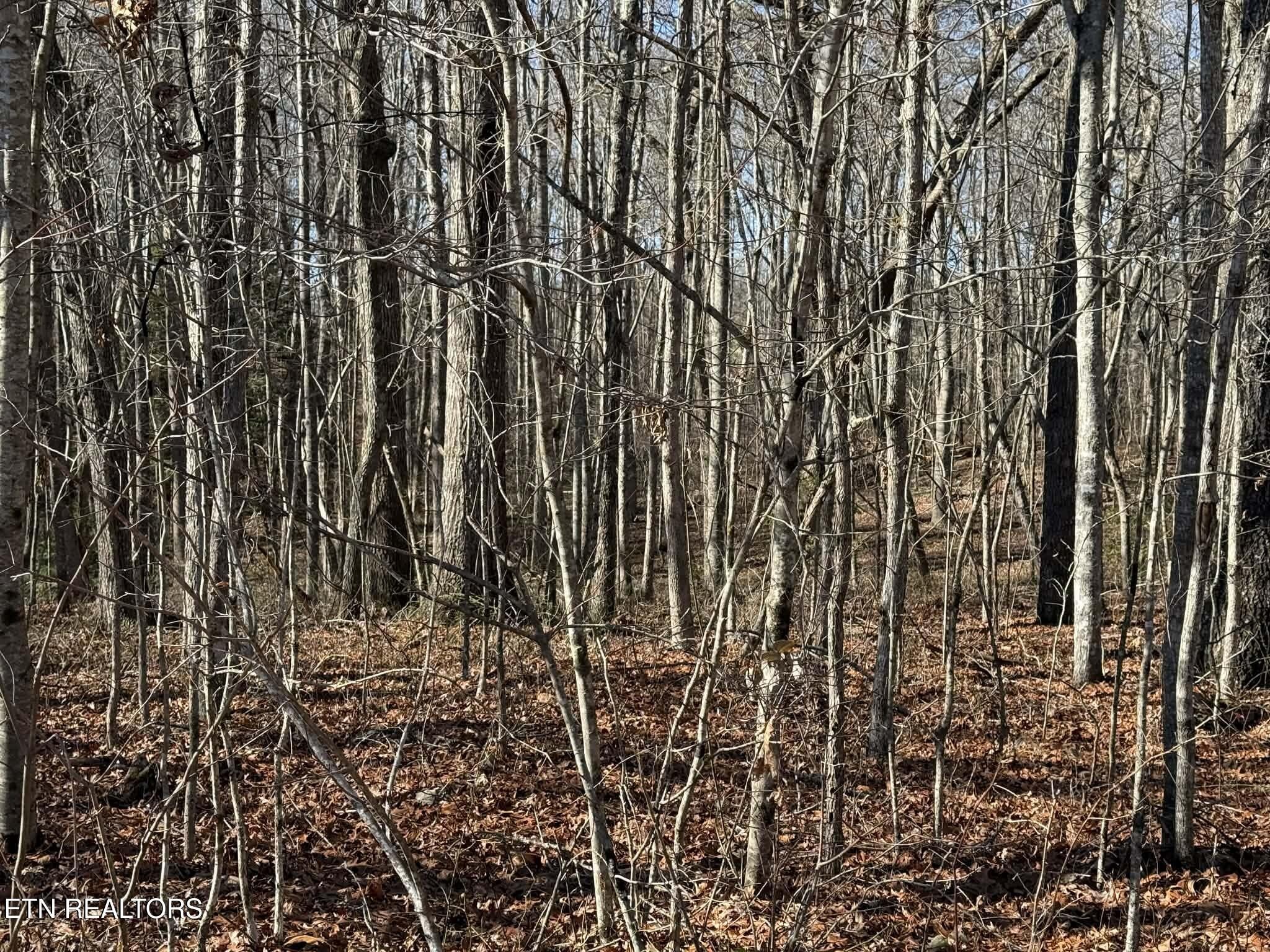0 Georgee Road Jamestown, TN 38556 - Photo 11 of 13 a view of outdoor space