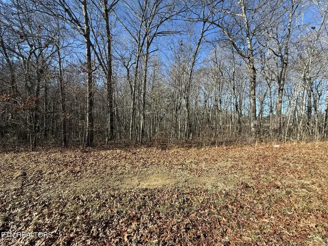 a view of a yard with trees