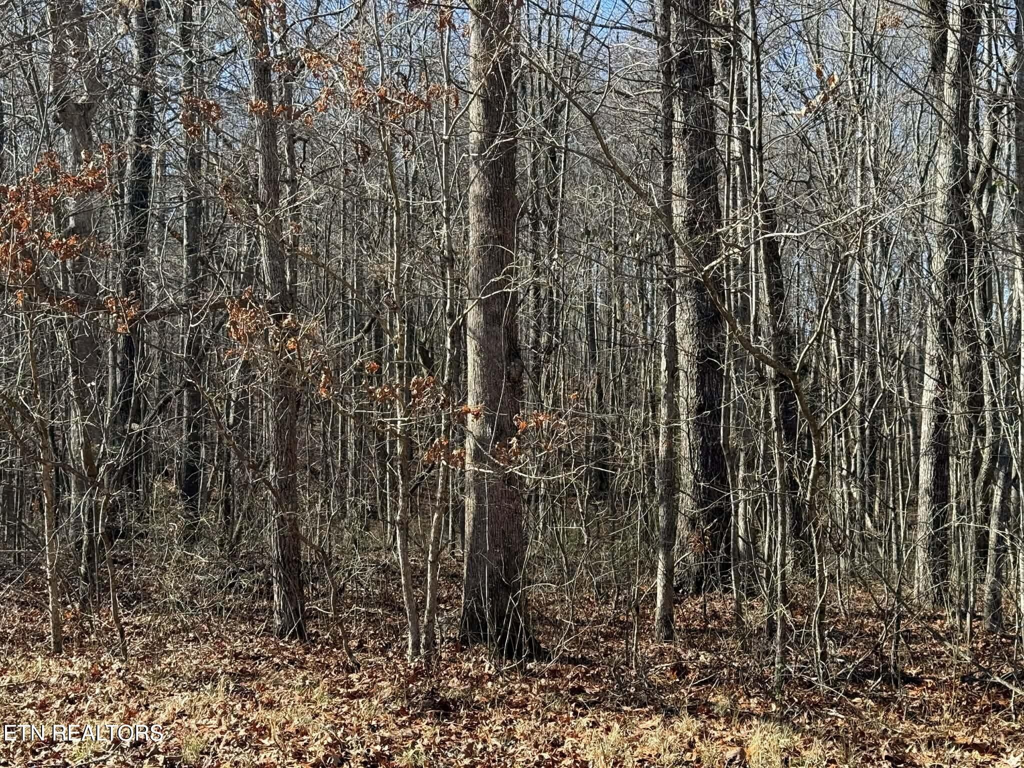 0 Georgee Road Jamestown, TN 38556 - Photo 9 of 13 a view of a pathway