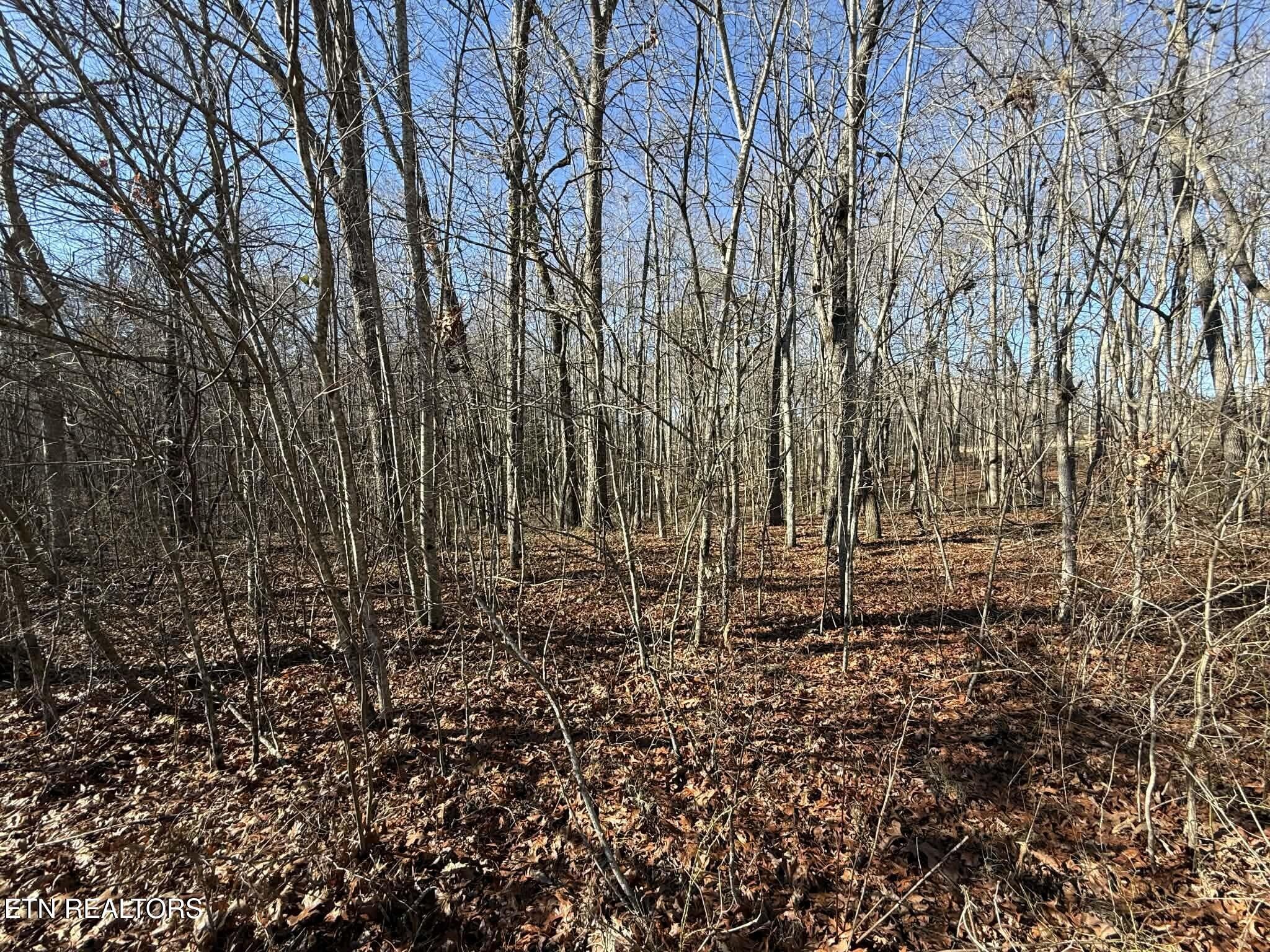 0 Georgee Road Jamestown, TN 38556 - Photo 10 of 13 a view of a yard with large trees
