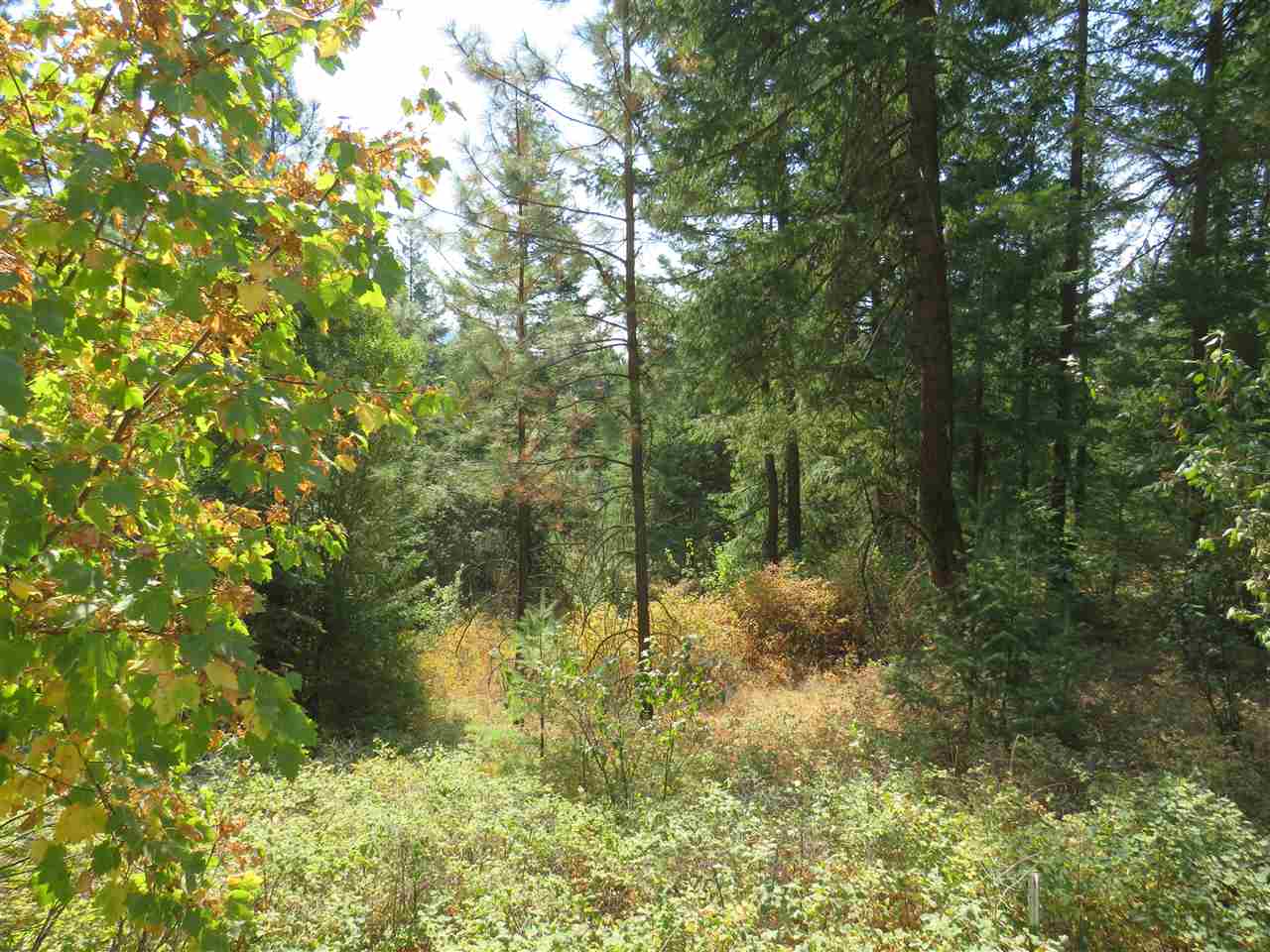 0 South Loon Lake Road Loon Lake, WA 99148 - Photo 2 of 4 Gallery Image 2