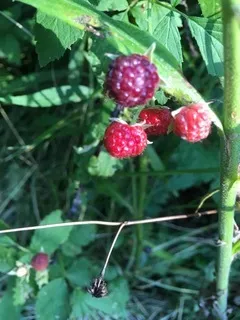 $111,000 | T 27 North R 13w, Watseka, IL 60970