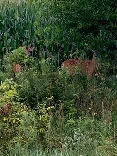 $111,000 | T 27 North R 13w, Watseka, IL 60970