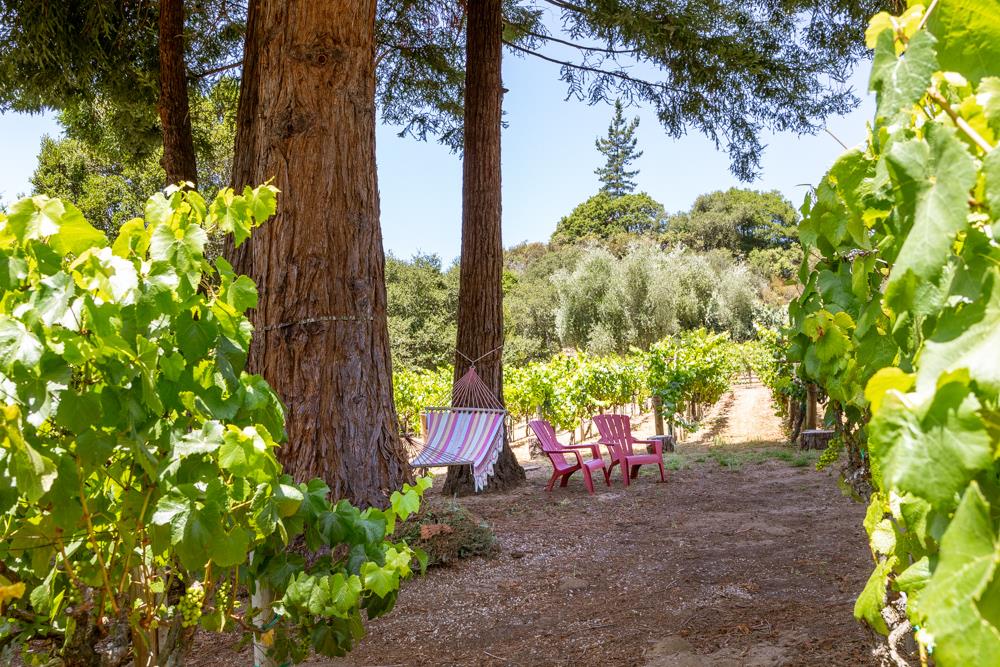 377 Brooktree Ranch Road Aptos, CA 95003 - Photo 40 of 50 a view of a yard with plants