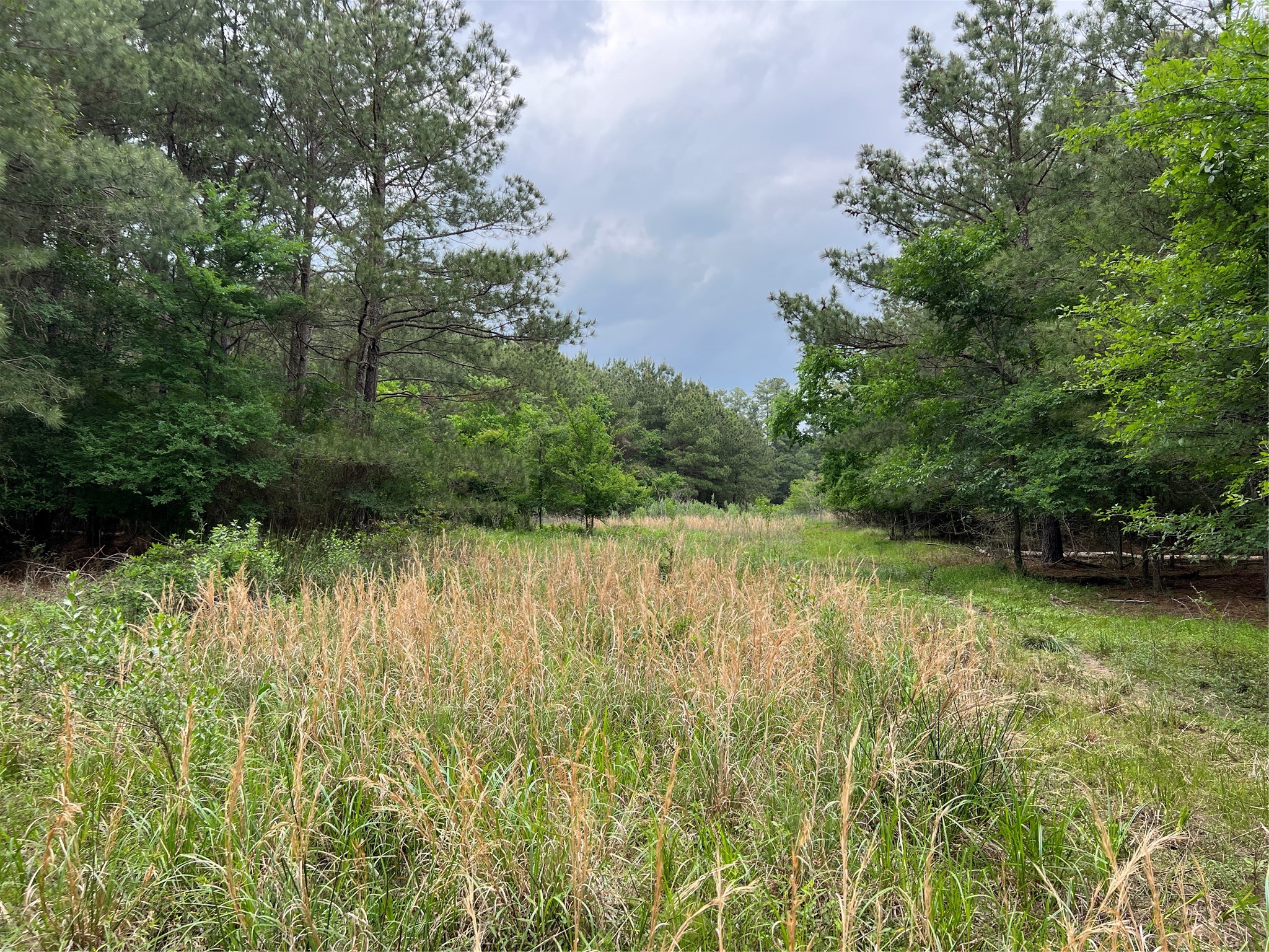 3 English Road Bedias, TX 77831 - Photo 2 of 13 a view of a lake with a yard