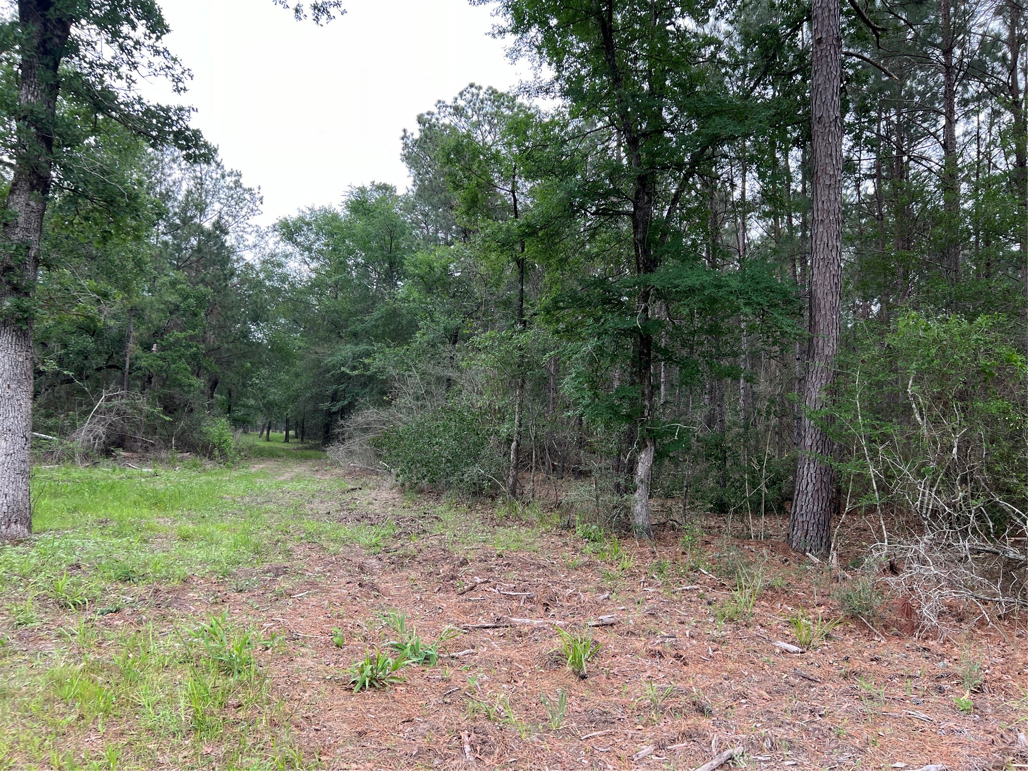 3 English Road Bedias, TX 77831 - Photo 8 of 13 a view of a forest filled with trees