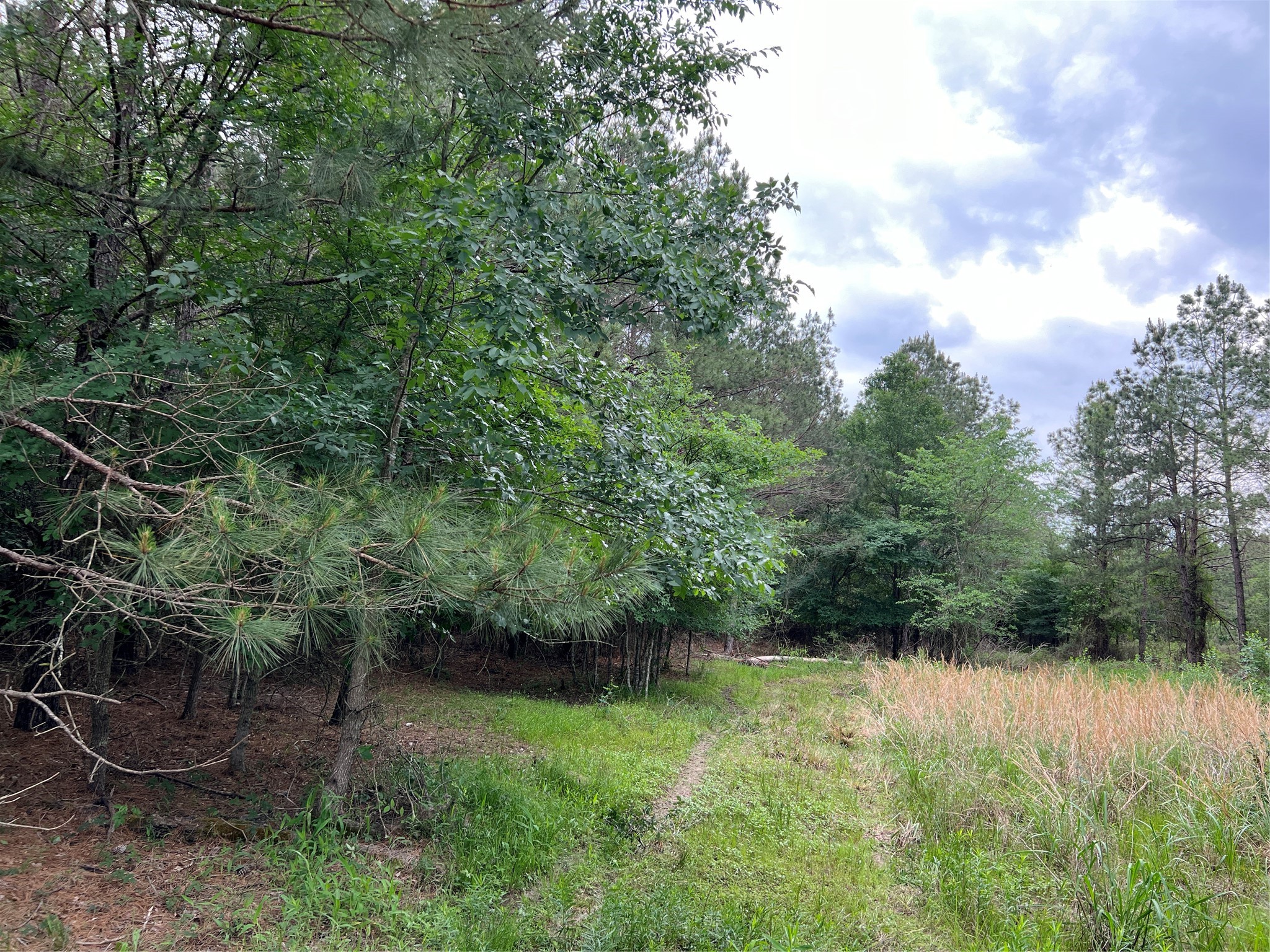 3 English Road Bedias, TX 77831 - Photo 10 of 13 a view of a yard with a tree