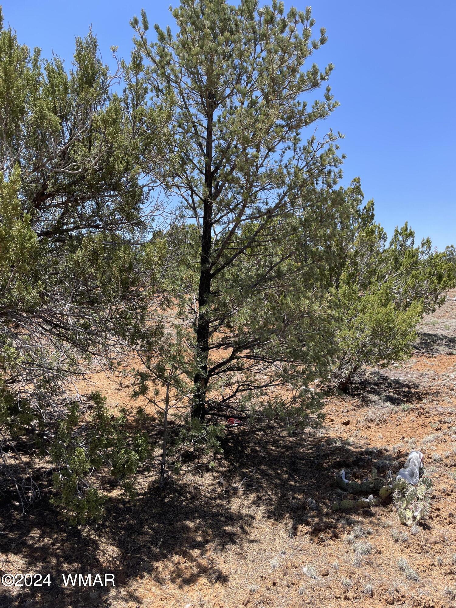 34 Meadow Lane Concho, AZ 85924 - Photo 5 of 20 IMG_2209
