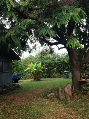 5997 Kapahi Road Kapaa, HI 96746 - Photo 2 of 8 a view of a yard with plants and large trees