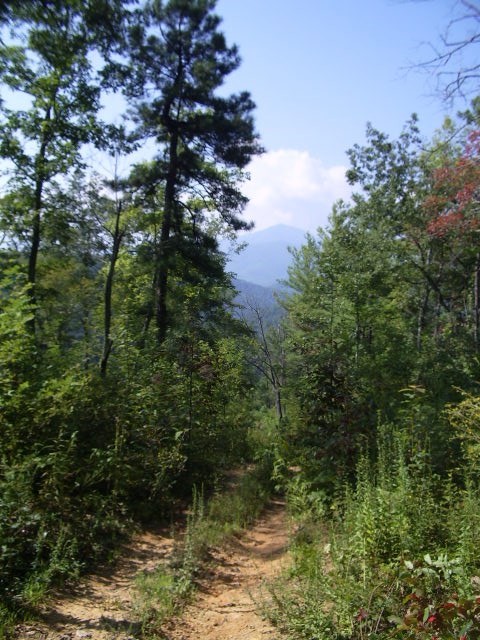 0 Messer Branch Road Hartford, TN 37753 - Photo 3 of 27