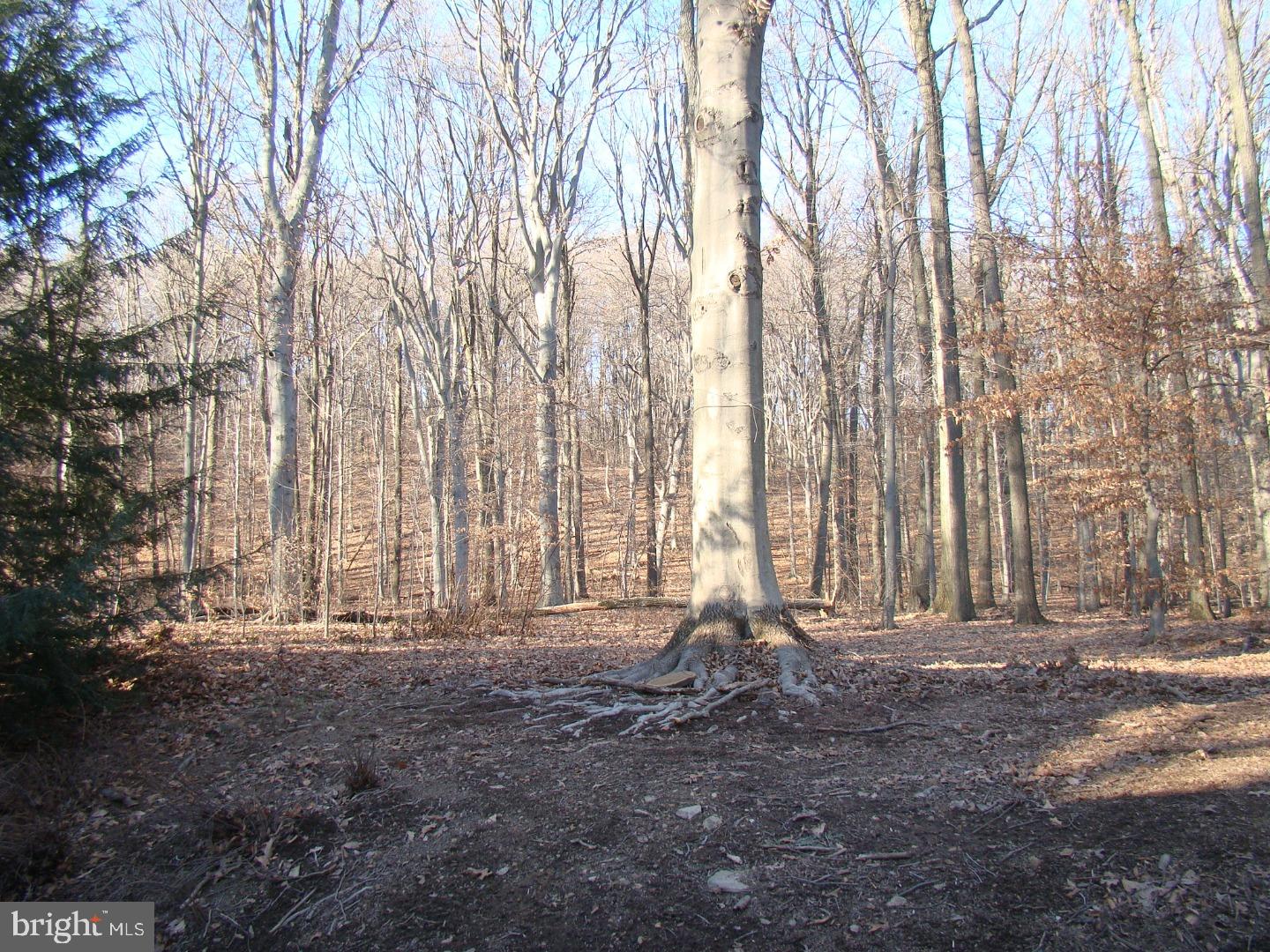 771 Talbotville Road Honey Brook, PA 19344 - Photo 7 of 24 Back Yard