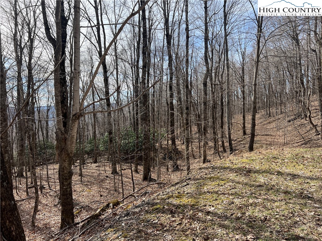 a view of outdoor space with lots of trees