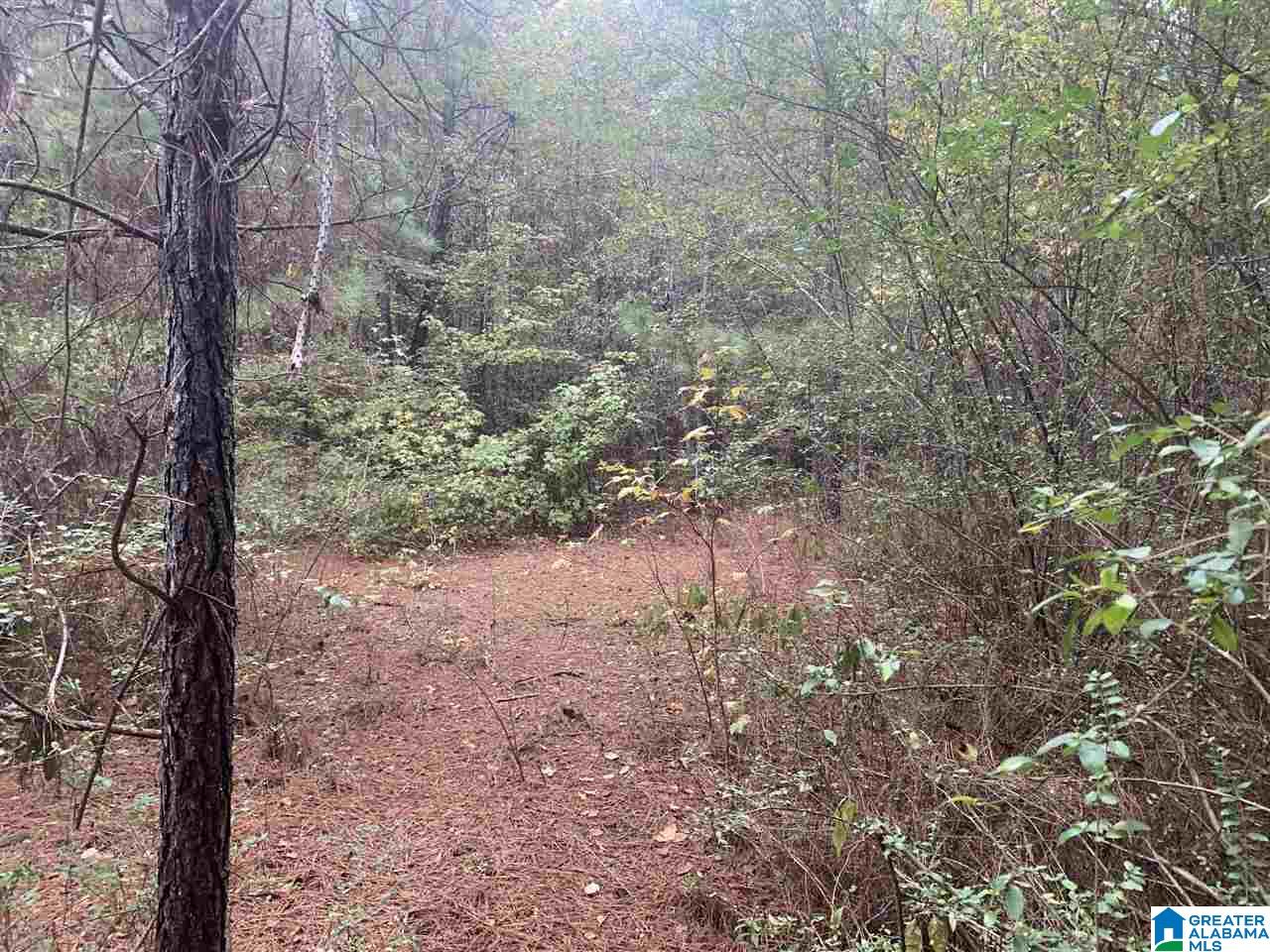 0 Homestead Drive, Unit 1 Springville, AL 35146 - Photo 9 of 32