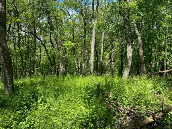 a view of a lush green forest