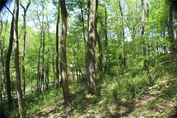 a view of forest