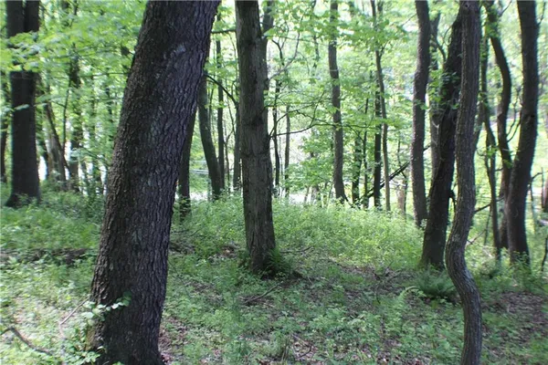 a view of lush green forest