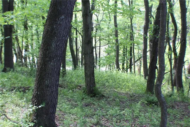 a view of lush green forest