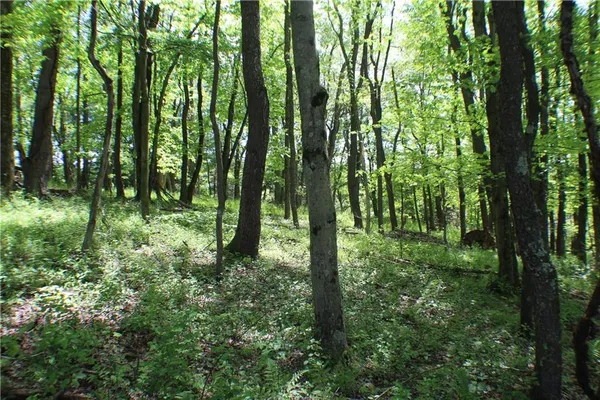 a view of outdoor space and green space
