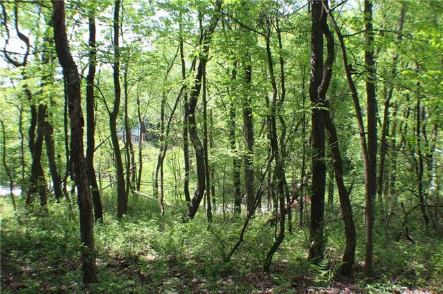 a backyard of a forest with lots of trees