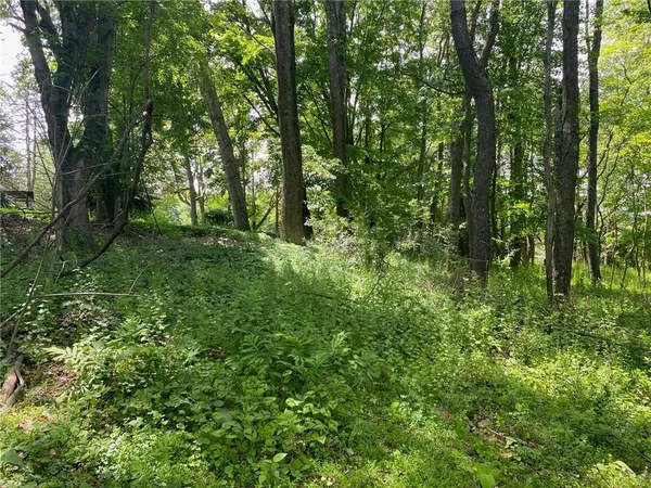 a view of a lush green forest