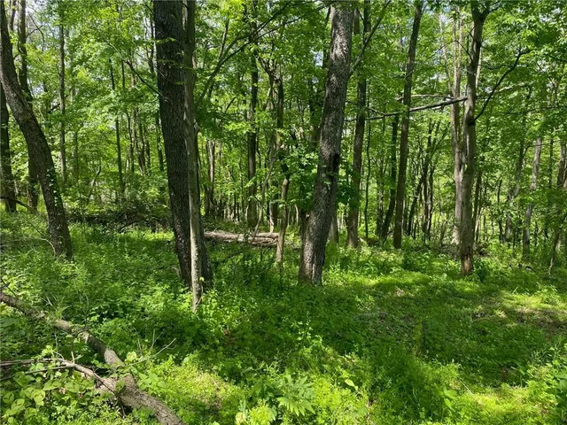 a backyard of a house with lots of green space and forest