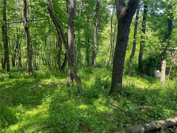 a view of a lush green forest