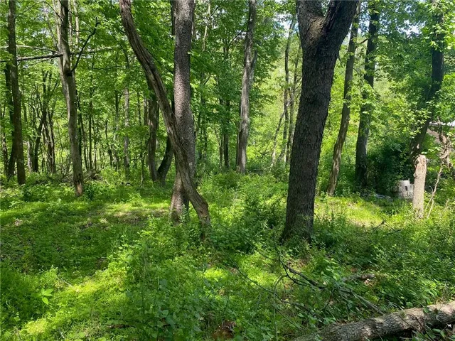 a view of a lush green forest