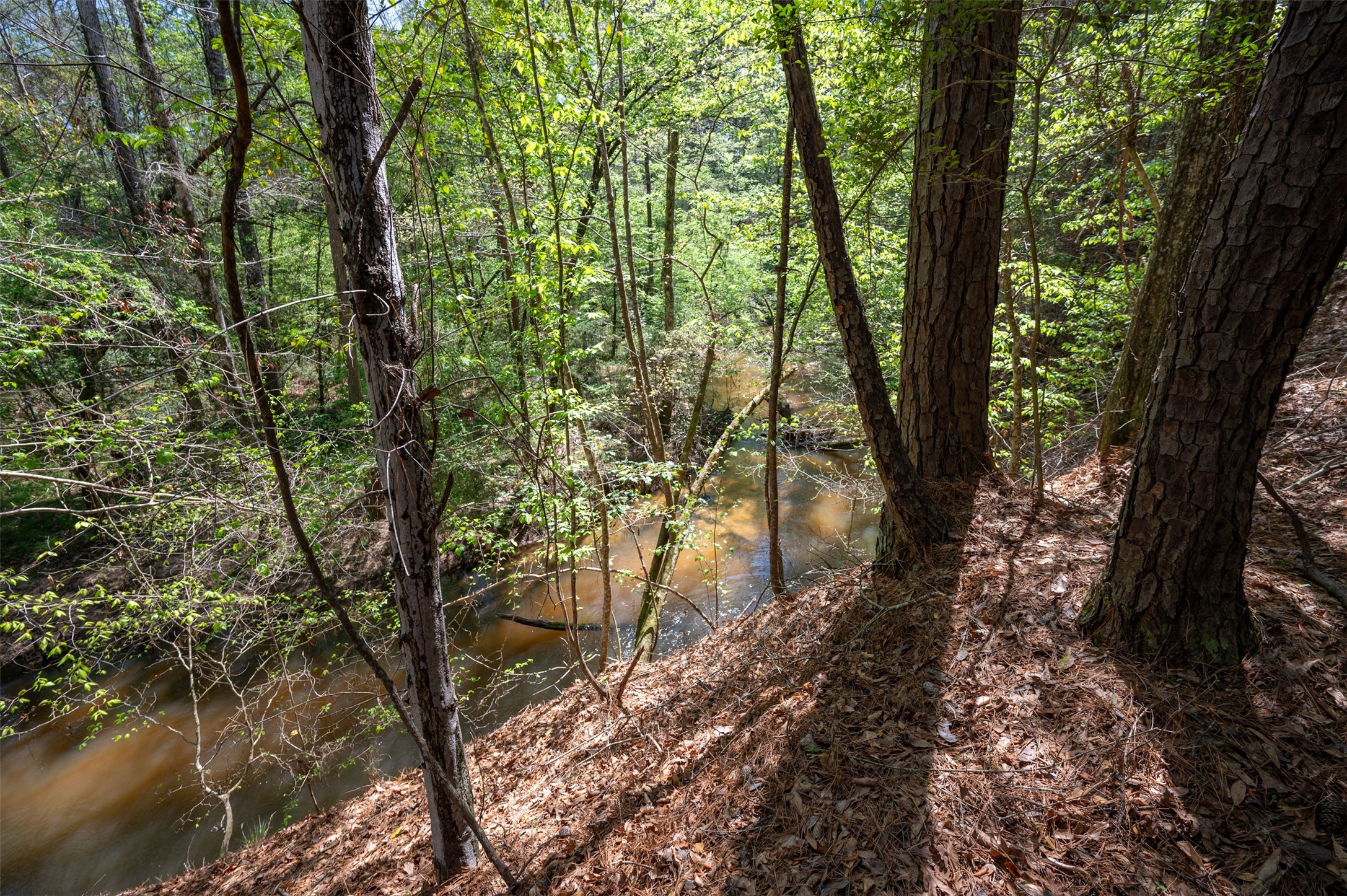 a view of a yard with lots of trees