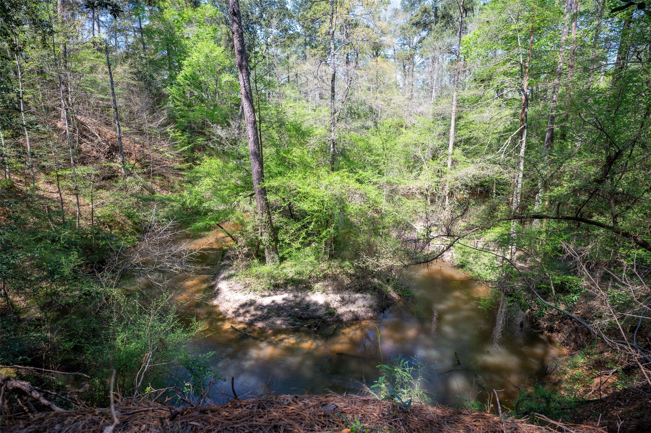 138 County Road 138 Jasper, TX 75951 - Photo 11 of 17 a view of a forest with lots of trees