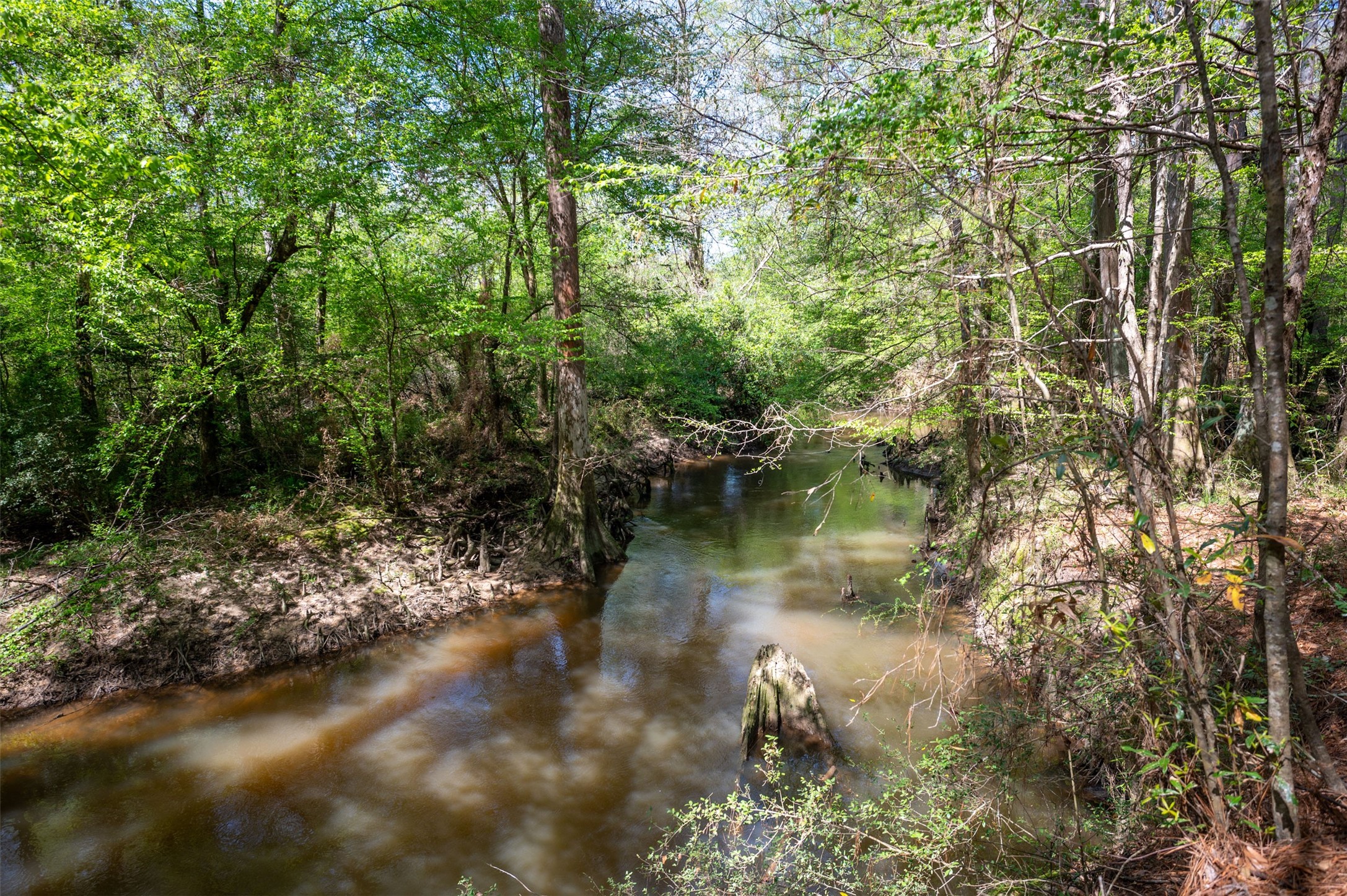 138 County Road 138 Jasper, TX 75951 - Photo 12 of 17 a view of a lake in middle of forest