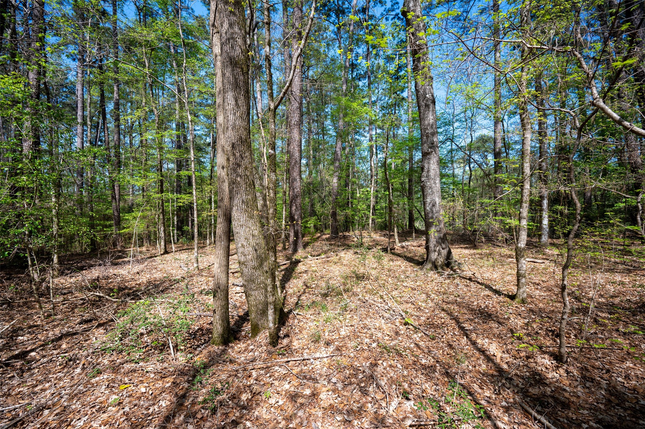 138 County Road 138 Jasper, TX 75951 - Photo 13 of 17 a view of a forest filled with trees