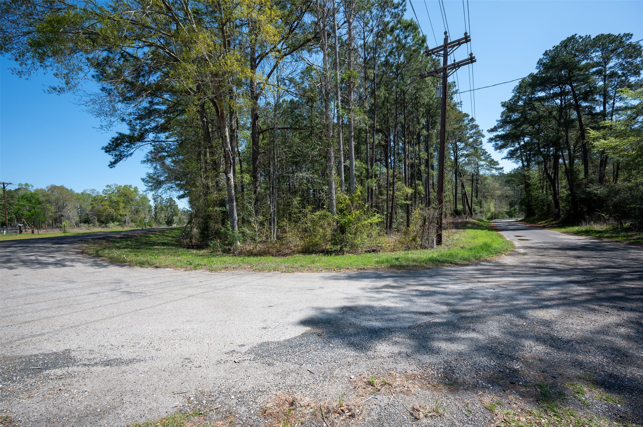 138 County Road 138 Jasper, TX 75951 - Photo 16 of 17 a view of a yard with a tree